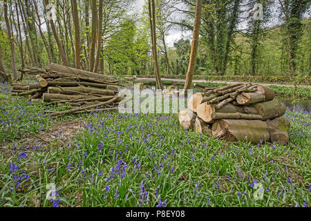 Bluebells, Robin Hood, Derbyshire, Royaume-Uni Banque D'Images