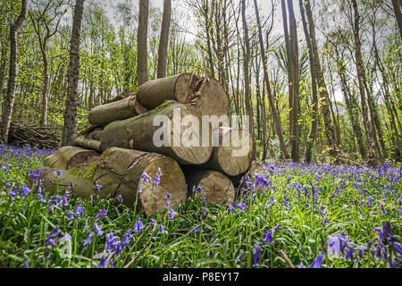 Bluebells, Robin Hood, Derbyshire, Royaume-Uni Banque D'Images