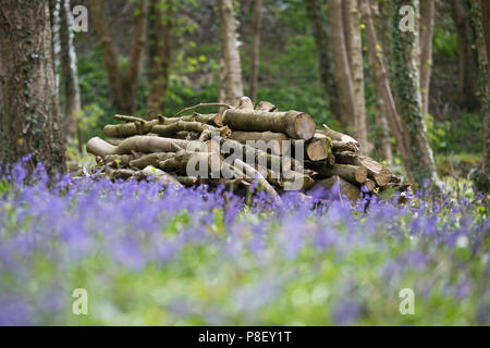 Bluebells, Robin Hood, Derbyshire, Royaume-Uni Banque D'Images