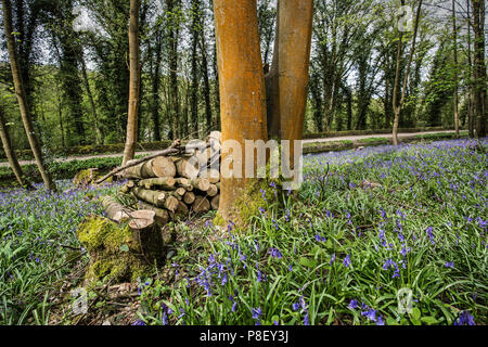 Bluebells, Robin Hood, Derbyshire, Royaume-Uni Banque D'Images