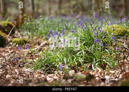 Bluebells, Robin Hood, Derbyshire, Royaume-Uni Banque D'Images