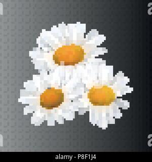 Illustration vectorielle Stock daisy réaliste, camomille isolé sur un fond noir transparent. Éléments de conception de fleurs. EPS10 Illustration de Vecteur