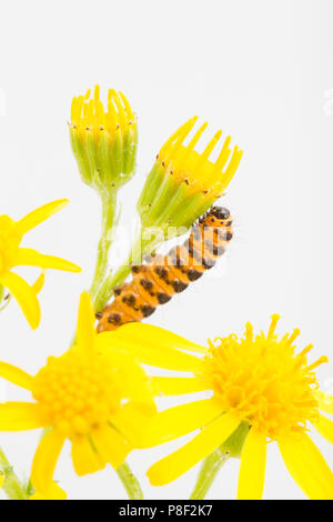 Une seule espèce de cinabre, Tyria jacobaeae caterpillar, photographiés en studio sur un fond blanc se nourrit de séneçon jacobée, Jacobaeae vulgaris. Amérique du SOR Banque D'Images