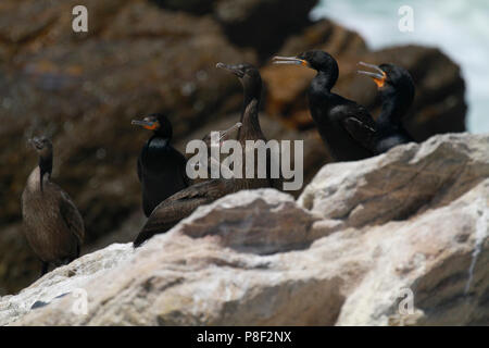 Ou Cape Cormorant (Phalacrocorax capensis Cape shag) oiseaux à Stony Point Nature Reserve à Betty's Bay dans l'Overberg, Afrique du Sud. Banque D'Images