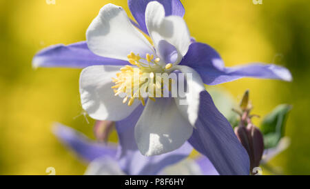 Aquilegia caerulea en pleine floraison. Banque D'Images