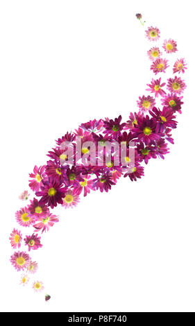 Fleur pourpre avec brise oscillante Gerber Daisies, chacun d'eux séparément studio photographié et isolé sur blanc absolu Banque D'Images