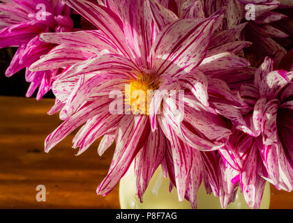 Close up d'un cactus dahlia rouge et blanc dans un buquet de fleurs coupées. Banque D'Images