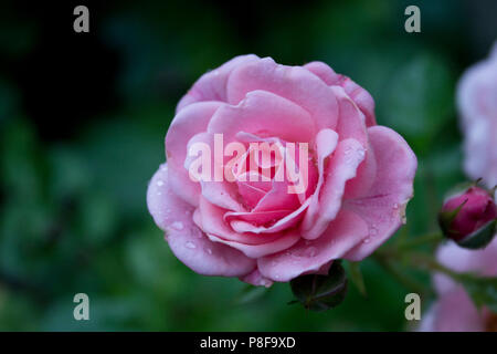 Pretty Polly Rose Rose de Patio Banque D'Images