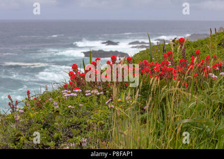 Castilleja rouge vif (aka indian paintbrush ou feu de Prairie) poussent à l'état sauvage sur une falaise basse juste à côté de l'océan Pacifique, sur la côte de Californie près de Banque D'Images