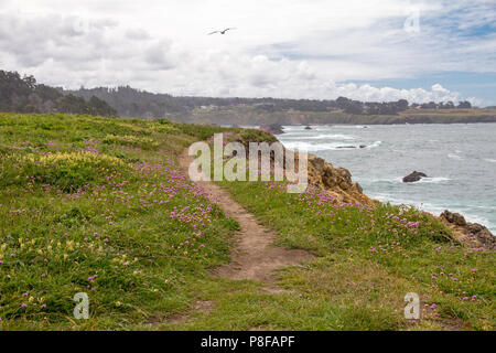 Sentier le long des falaises peu élevées par l'océan Pacifique près de Mendocino, Californie par les fleurs sauvages printanières y compris le trèfle rose. Une mouette ouvre la voie... Banque D'Images