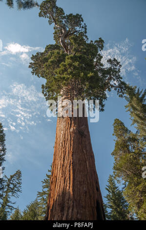 General Grant tree - un sequoia (Sequoiadendron giganteum) - est le plus grand général Grant dans sequoia Grove l'article Parc National de Kings Canyon, CA Banque D'Images