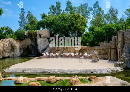 Les flamants roses sont un type d'oiseau échassier de la famille des Coraciidés, la seule famille dans l'ordre Phoenicoptériformes. Banque D'Images