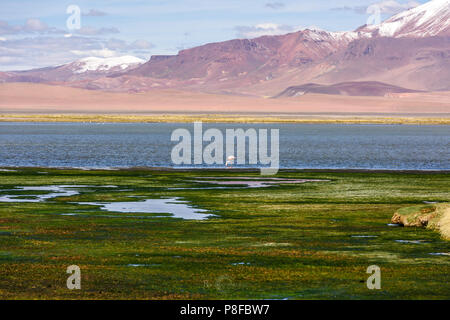 Flamingo debout au bord d'un lac, Paso de Jama, San Pedro de Atacama, Antofagasta, Chili Banque D'Images
