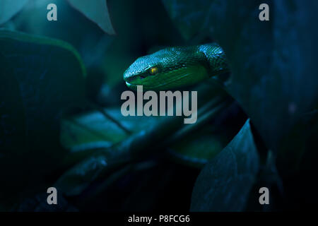 Pit Viper lèvres blanches (Trimeresurus albolabris) à se cacher dans les sous-bois en forêt, en Thaïlande Banque D'Images