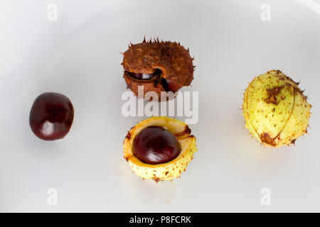 Châtaignier en automne, toutes les formes, vieux, jeunes nouveau chestnut Banque D'Images