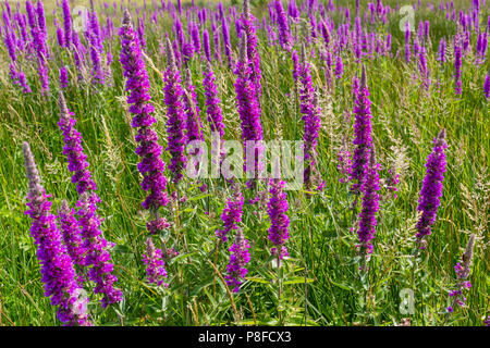 La salicaire pourpre, Lythrum salicaria fleurs sauvages sur l'île de Valentia, comté de Kerry, Irlande Banque D'Images