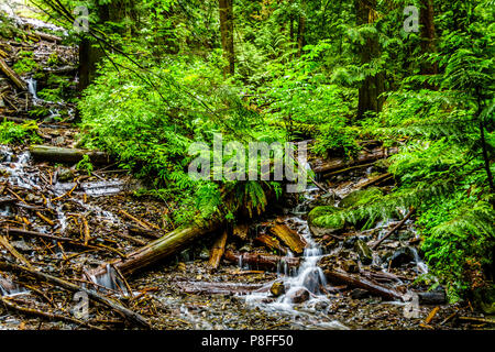 Un ruisseau de Bridal Veil Falls Provincial Park entre les villes de Chilliwack et de l'espoir en Colombie-Britannique, Canada Banque D'Images