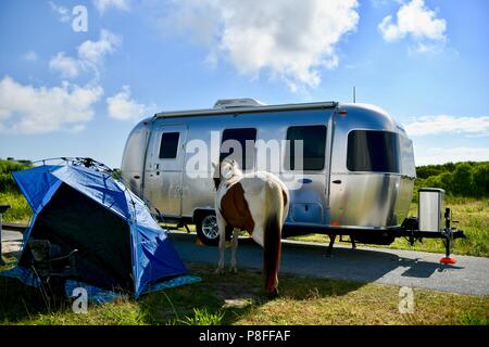 Poney sauvage debout à côté d'une roulotte Airstream à Assateague Island State Park, MD, USA Banque D'Images