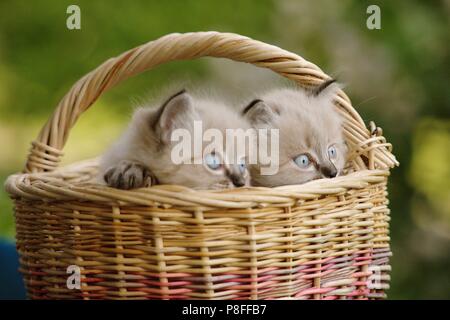 Une paire de chatons siamois Banque D'Images