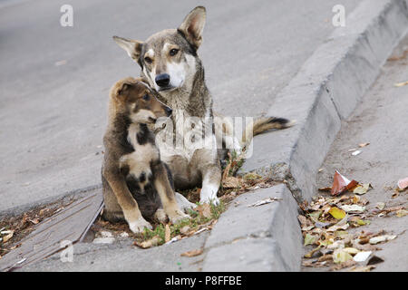 Chiens errants sur le trottoir Banque D'Images