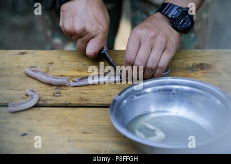 La préparation d'un homme serpent d'eau à cuire pendant un exercice de survie, ainsi que des cuisses de grenouille, sur une table en bois Banque D'Images