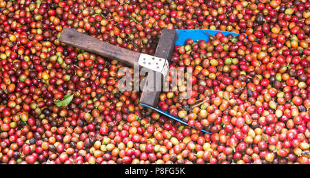 Un grand, bleu écope repose au milieu d'une grande cuve de rouge, les grains de café imbibés sur la plantation de café Doka, Aajuela, Costa Rica. Banque D'Images