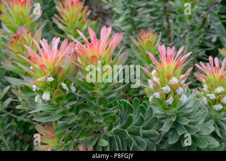 Mimetes cucullatus pagode rouge fleur plante rooistompie Banque D'Images