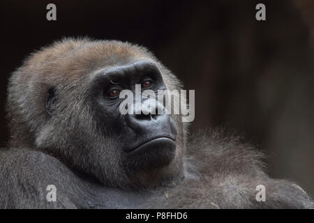 Photo portrait de gorille Banque D'Images