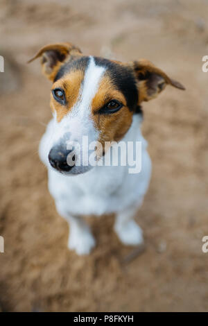 Funny chien Jack Russell Terrier est situé sur la plage de sable fin et demande quelque chose. La vue du sommet. Banque D'Images