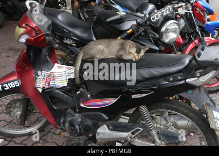 Un chat dort sur le siège d'une moto dans Little India, Brickfields, Kuala Lumpur, Malaisie. Banque D'Images