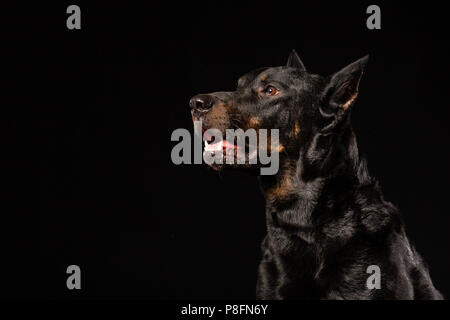 Dobermann chien debout et regardant en face de lui sur un fond noir, vue de côté. Copy space Banque D'Images