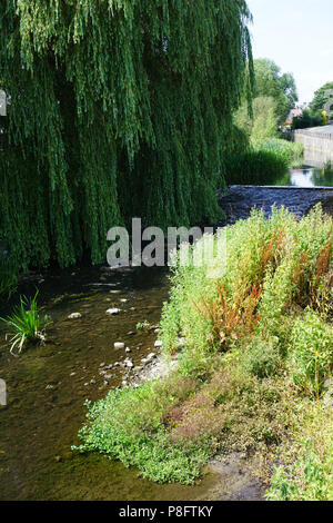 Saule pleureur surplombant un ruisseau dans Crakehall Village du Yorkshire en Angleterre Banque D'Images