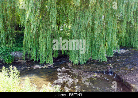 Saule pleureur surplombant un ruisseau dans Crakehall Village du Yorkshire en Angleterre Banque D'Images