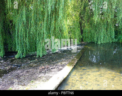 Saule pleureur surplombant un ruisseau dans Crakehall Village du Yorkshire en Angleterre Banque D'Images