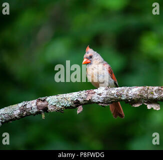 Le cardinal femelle oiseau perché sur un membre de l'arbre d'Apple. Banque D'Images