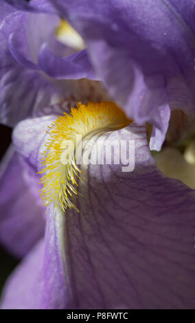 Vue rapprochée de la 'barbe' d'un iris mauve fleur. Banque D'Images