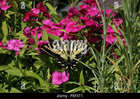 Papillon sur une fleur Banque D'Images