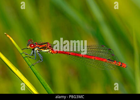 Grande libellule rouge (Pyrrhosoma nymphula), Banque D'Images