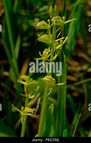 Fen, orchidées (Liparis loeselii) Banque D'Images