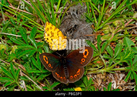 Jaune moucheté et woodland ringlet, (Pseudopanthera macularia), (Erebia medusa) Banque D'Images