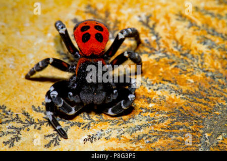 Coccinelle, araignée, mâle (Eresus sandaliatus) Banque D'Images