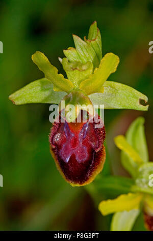 Au début de l'araignée de orchid (Ophrys sphegodes) Banque D'Images