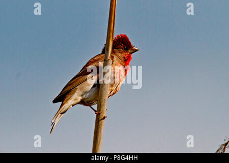 Common rosefinch, homme, (Carpodacus erythrinus) Banque D'Images