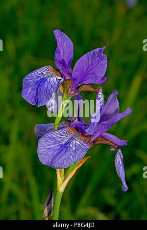 Iris de Sibérie (Iris sibirica), Banque D'Images