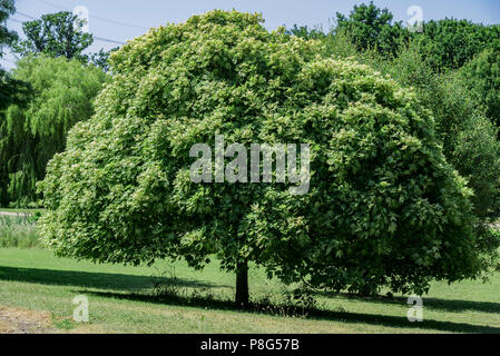 Acer pseudoplatanus Brilliantissimum Brilliantissimum, platane, érable mature.Sapindaceae. Banque D'Images