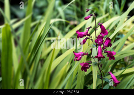 Penstemon Andenken un Friedrich Hahn, grenat. Fleurs en forme de trompette rouge. Banque D'Images