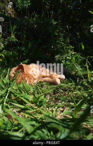 Le gingembre cat sleeping in garden Banque D'Images