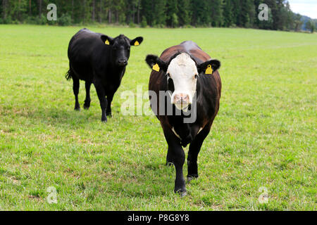 Deux vaches courir vers la caméra sur un champ d'herbe en été. Banque D'Images