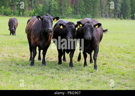 Groupe de trois vaches en marche arrière vers la caméra sur terrain herbeux en été. Banque D'Images
