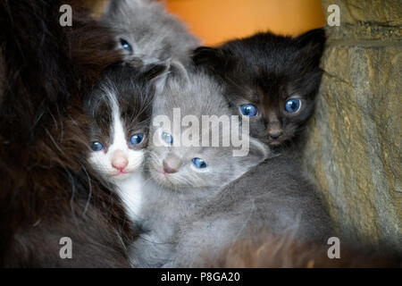 Quatre jeunes chatons, câliné. L'un noir et blanc, deux gris et un noir. Banque D'Images